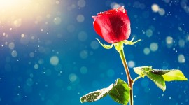Flowers And Sunshine Wallpaper Free
