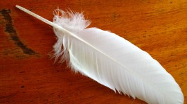 Goose Feathers Best Wallpaper