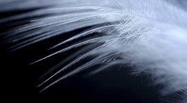 Goose Feathers Desktop Wallpaper