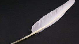 Goose Feathers Wallpaper 1080p