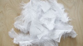 Goose Feathers Wallpaper