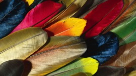 Goose Feathers Wallpaper Download Free
