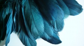 Goose Feathers Wallpaper For PC