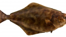 Halibut Wallpaper For PC