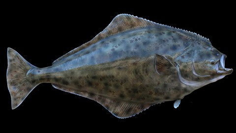 Halibut wallpapers high quality