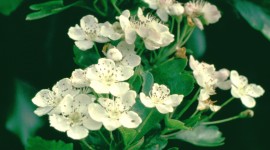 Hawthorn Wallpaper For IPhone Download