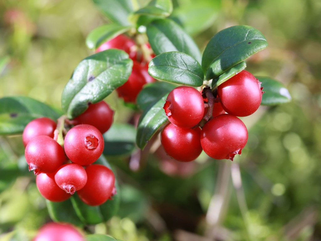 Lingonberry wallpapers HD
