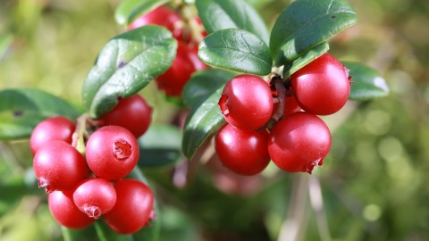 Lingonberry wallpapers high quality