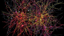 Neurons Desktop Wallpaper For PC