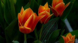 Orange Tulips Desktop Wallpaper For PC