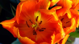 Orange Tulips Photo