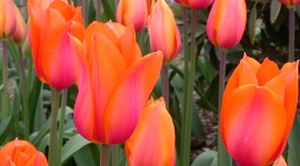 Orange Tulips Wallpaper