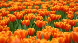 Orange Tulips Wallpaper For Desktop