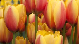 Orange Tulips Wallpaper For IPhone