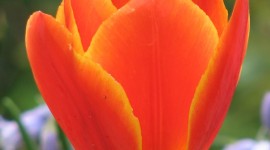 Orange Tulips Wallpaper For Mobile