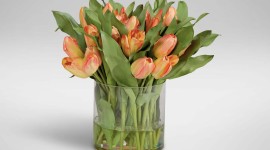 Orange Tulips Wallpaper Gallery