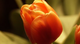 Orange Tulips Wallpaper HQ