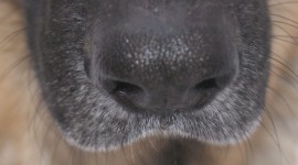 Puppy Nose Desktop Wallpaper HD