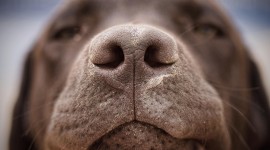 Puppy Nose Photo