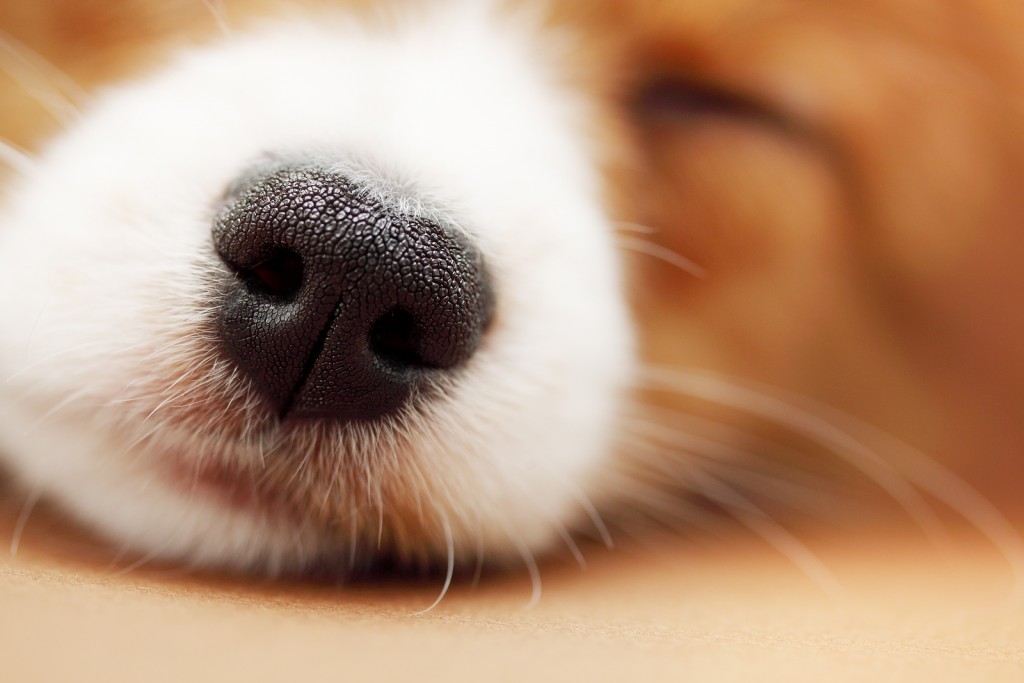 Puppy Nose wallpapers HD