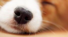 Puppy Nose Wallpaper