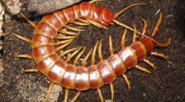 Scolopendra High Quality Wallpaper
