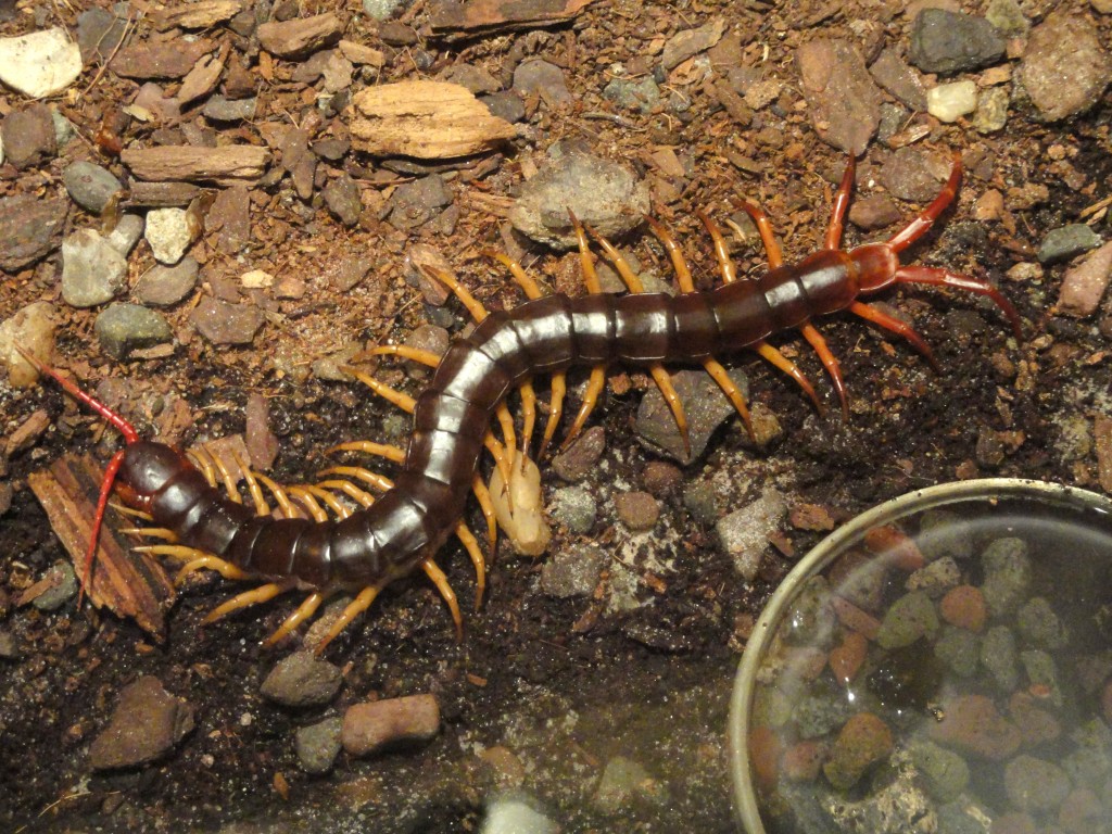 Scolopendra wallpapers HD