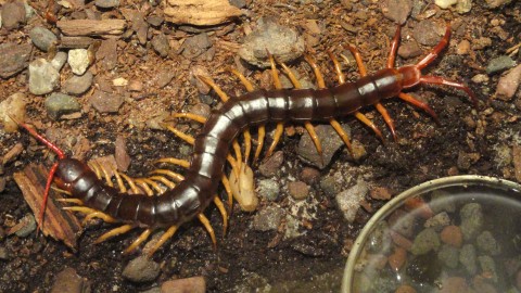 Scolopendra wallpapers high quality