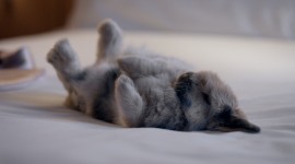 Sleeping Bunnies Wallpaper 1080p