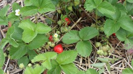 Strawberry Bush Photo
