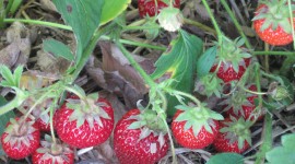 Strawberry Bush Photo Download