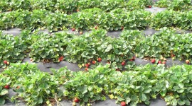 Strawberry Bush Photo Download#1