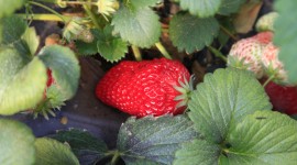 Strawberry Bush Photo Free