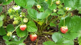 Strawberry Bush Photo#1