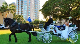 Wedding Carriage Photo Download