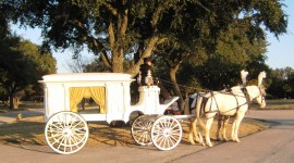 Wedding Carriage Wallpaper Download