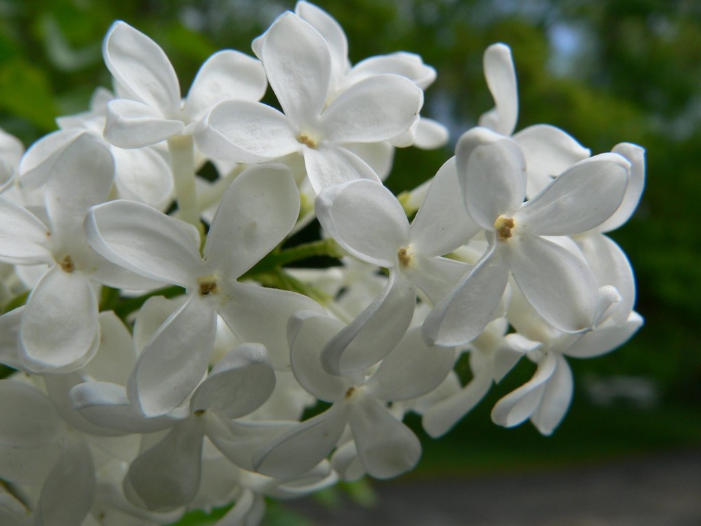 White Lilac wallpapers HD