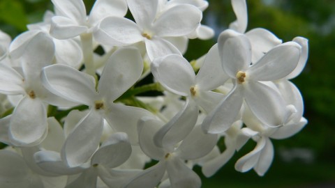 White Lilac wallpapers high quality