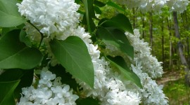 White Lilac Wallpaper For Android