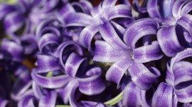4K Hyacinth Wallpaper