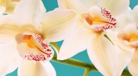 4K Orchid Desktop Wallpaper