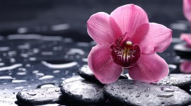 4K Orchid Photo Free