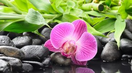 4K Orchid Photo Free#1