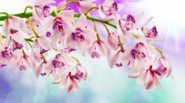 4K Orchid Wallpaper 1080p