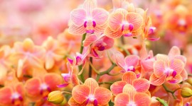 4K Orchid Wallpaper Background