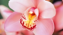 4K Orchid Wallpaper Download Free
