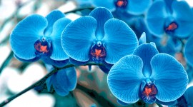 4K Orchid Wallpaper For Desktop