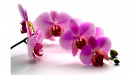 4K Orchid Wallpaper Free