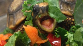 A Turtle Eats Desktop Wallpaper For PC