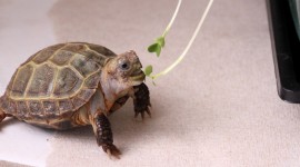 A Turtle Eats Desktop Wallpaper HD